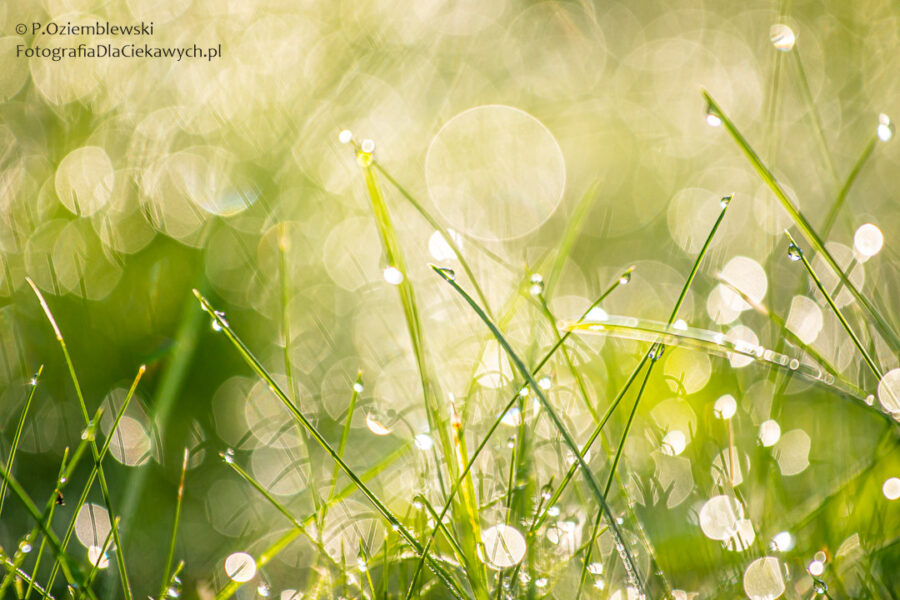 Efekt bokeh w kroplach rosy