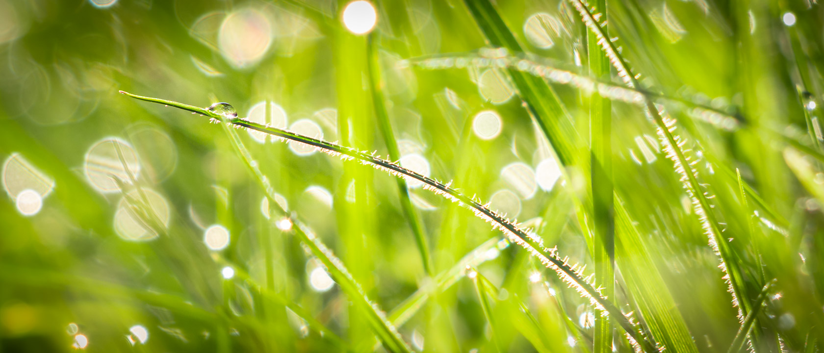 Poranna rosa na trawie z efektem bokeh
